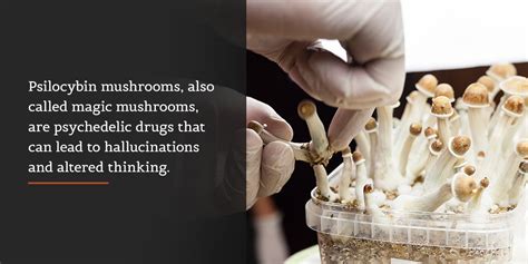 The Legal Grey Area: Magic Mushroom Spores and the Law